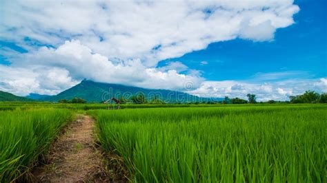 Thailand Rice Field Stock Image Image Of Vegetable Harvest 59295205