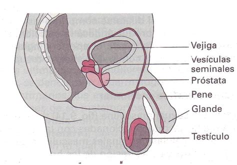 Compartir más de dibujo del sistema reproductor masculino muy caliente camera edu vn