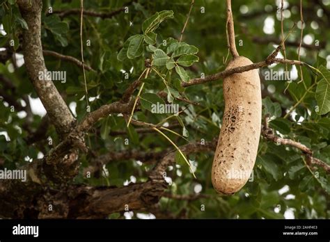 Fruits Of Sausage Tree Kigelia Africana Bignoniaceae Masai Mara