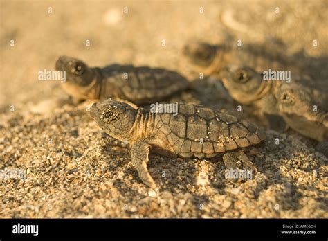 Loggerhead Turtles Hatchlings Hi Res Stock Photography And Images Alamy