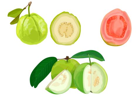 Free stock photos for commercial and editorial use. Guava illustration - Download Free Vector Art, Stock ...