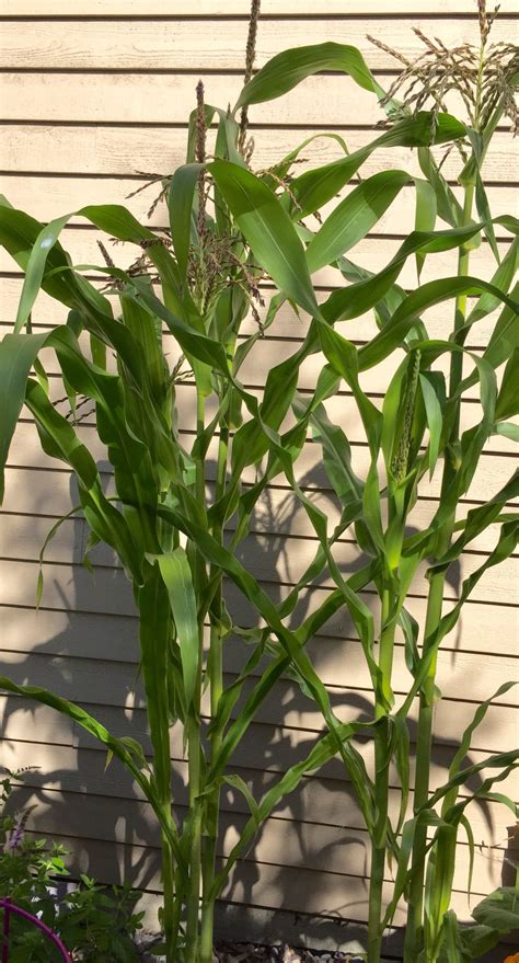 Beautiful Artificial Corn Stalks False Fig