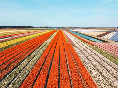 A Guide To Visiting The Tulip Fields In The Netherlands Travelling