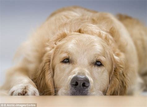 Dogs Have Feelings Too Neuroscientist Reveals Research That Our Canine