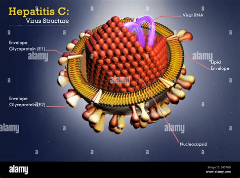 El virus de la hepatitis C infografía ilustración Fotografía de stock Alamy