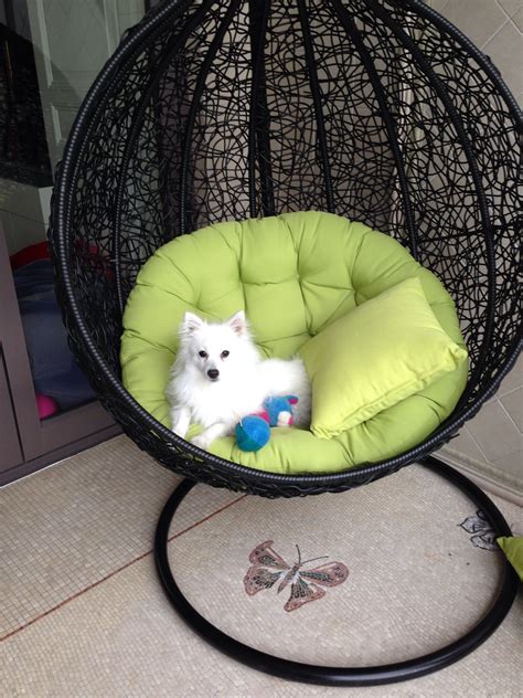 Cute dog on swing chair. Her name is Lexi (Görüntüler ile)