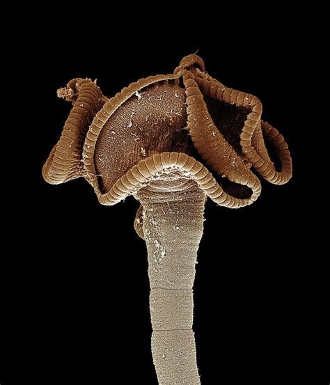 Tapeworm Head Sem Photograph By Science Photo Library Fine Art America
