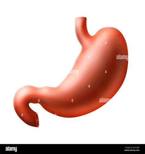 Esophagus Gullet Oesophagus Hi Res Stock Photography And Images Alamy
