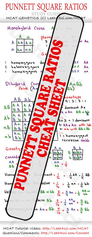 Punnett squares punnett squares are a useful tool for predicting what the offspring will look like when mating plants or animals. Punnet Square Ratios study guide to MCAT Genetics
