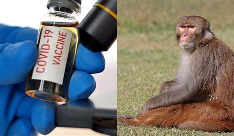 Scientists have also turned to animals to help answer important questions about the development of a vaccine. Oxford's COVID-19 vaccine works on monkeys, may hit market ...
