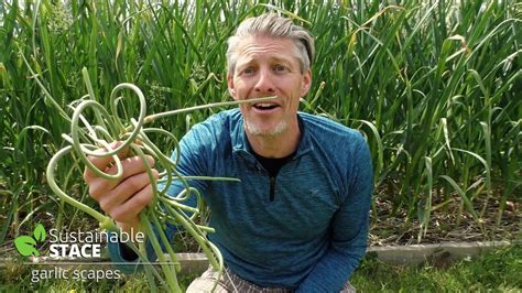 How To Harvest Garlic Scapes Youtube