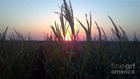 Cornfield Sunset Photograph By Marty Kugler Fine Art America