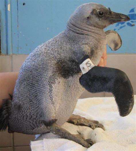 Naked Penguins Feather Loss Baffles Scientists