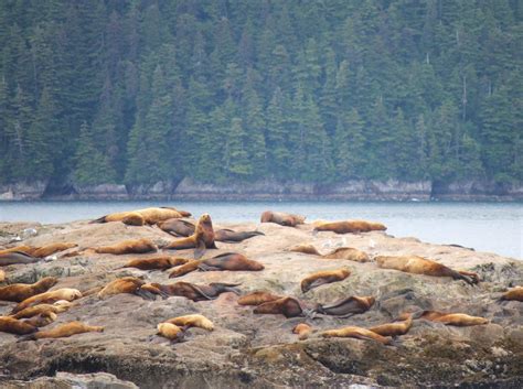 Prince William Sound Sea Lions 2023 Photo Contest Sponsored By Alaska