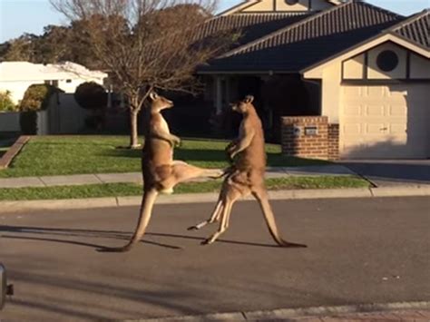 Video Wild Kangaroo Street Fight The Independent