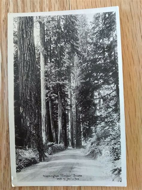 Antique Postcard Washington Timber Scene Rppc
