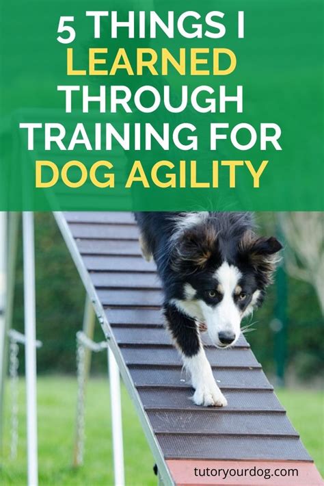 Agility Training Dog Agility Dog Training Obedience Dog Obedience