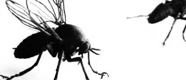 How To Deter Black Flies Naturally Pest Master