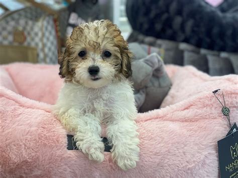 Toy Poodle Dog Male Apricot 3210718 Furrylicious®