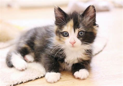 5 Facts About Calico Cats Anything Kitty Kitten Rescue Calico Cat
