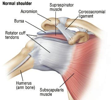 The shoulder is designed to be incredibly flexible, enabling a wide range of motion. Rotator Cuff Injury Guide: Causes, Symptoms and Treatment Options