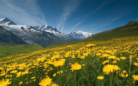 Nature Landscape Yellow Flowers And Blue Mountain Lake Hills Red Cloud