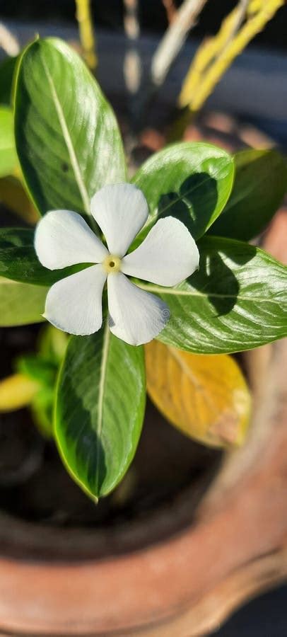 Single Medicinal White Flower Closeup With Leaves Stock Image Image