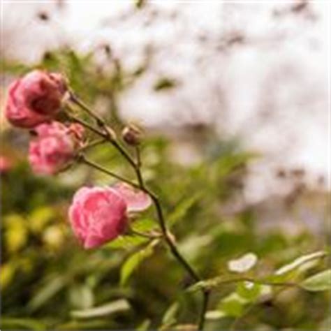 Quali obiettivi ha la potatura del roseto. Potare le rose - Rose - come potare le rose