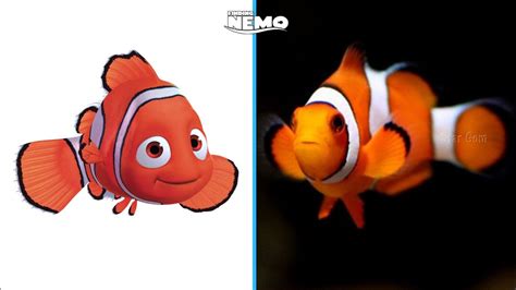 Finding Nemo Characters In Real Life Youtube