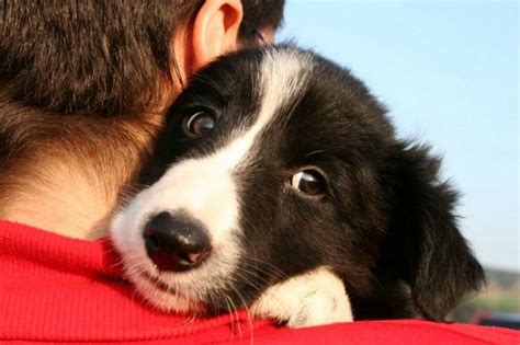 17 Things All Border Collie Owners Must Never Forget
