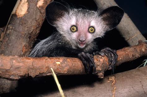 Aye Ayes Are The Only Primates Thought To Use Echolocation To Find Prey