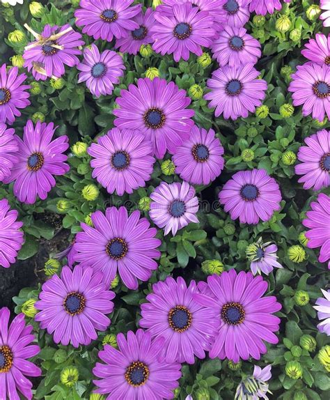 Violet Cape Marguerite Daisies In A Field Stock Photo Image Of