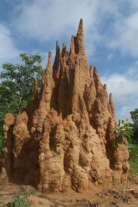 Termite Termite Mound Cast
