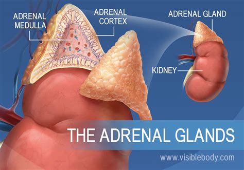 A Diagram Of The Adrenal Glands Showing The Adrenal Medulla Adrenal