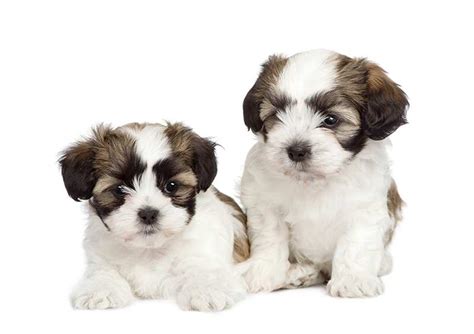 Yes, that's a lot of names for one breed of dog! Maltese Shih Tzu Dog Breed Information | Temperament & Health