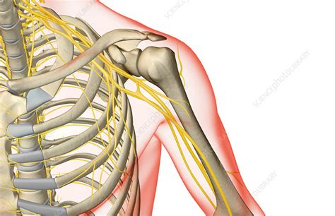 The Nerves Of The Shoulder Stock Image F0014868 Science Photo