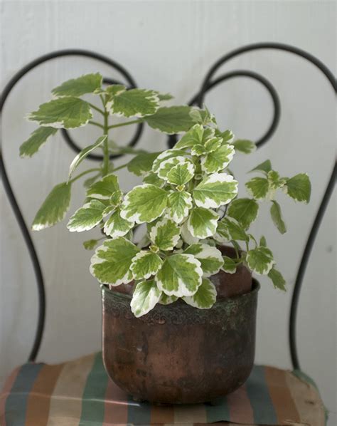 5 Easy House Plants The Merrythought