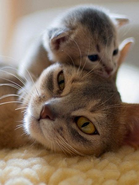 A Momma Cat And Her Baby Kitten Cuddling So Precious And