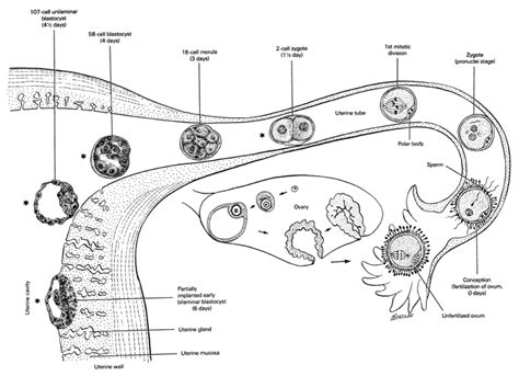 Human Fertilization And Embryogenesis Online Biology Notes