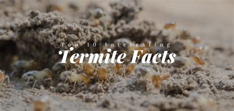 10 Interesting Facts About Termites In Australia Qs Pest Control