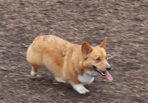 Dog Of The Day Corgi Action Shots The Dogs Of San Francisco