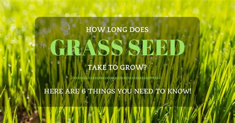 Maybe you would like to learn more about one of these? How Long Does Grass Seed Take To Grow Fully? 6 Things to Know!