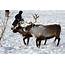 Nenets Reindeer Herders Of Yamal · Russia Travel Blog