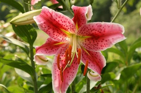 Flowers poisonous to cats lily. Is Rubrum Lily Poisonous to Cats and Dogs?