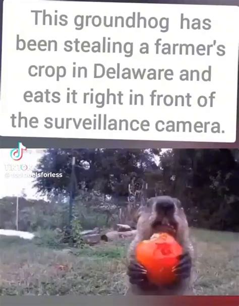 This Groundhog Has Been Stealing A Farmers Crop In Delaware And Eats It Right In Front Of The
