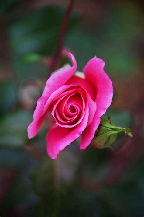 Images Gratuites Rose Lautomne Brillant Des Roses Beau La