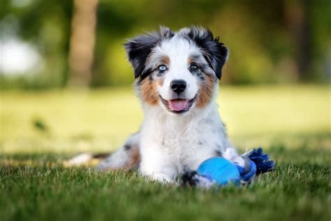 Australian shepherds | the ghost eyed ones. Mini Australian Shepard - Haustierratgeber.de