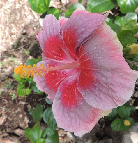 PlantFiles Pictures: Tropical Hibiscus, Cajun Hibiscus 'City Slicker' (Hibiscus rosa-sinensis ...