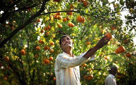 Nagpur The Land Of Oranges Orange Farming In Nagpur