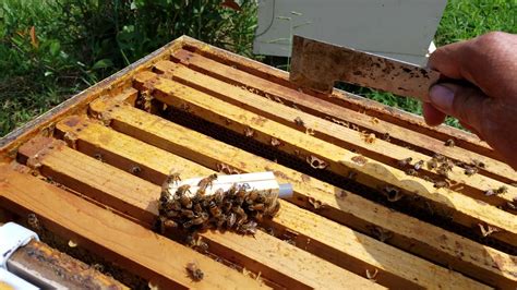 What To Do Before You Release Your Purchased Mated Honey Bee Queen